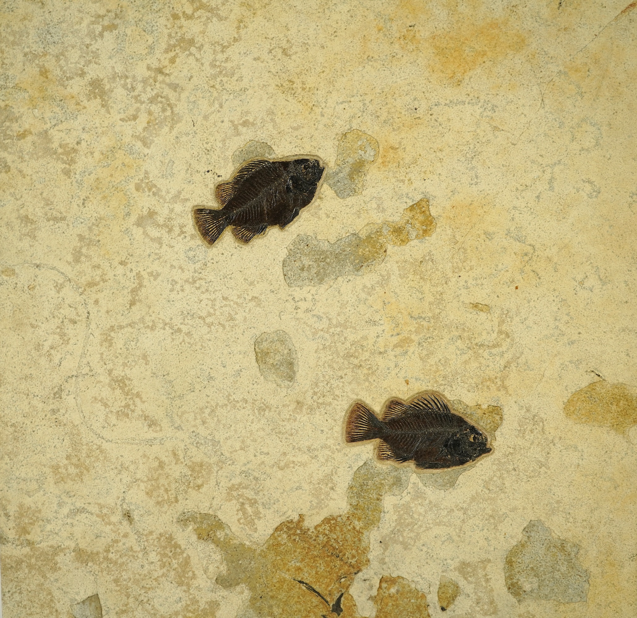 A large and impressive fish fossil triptych